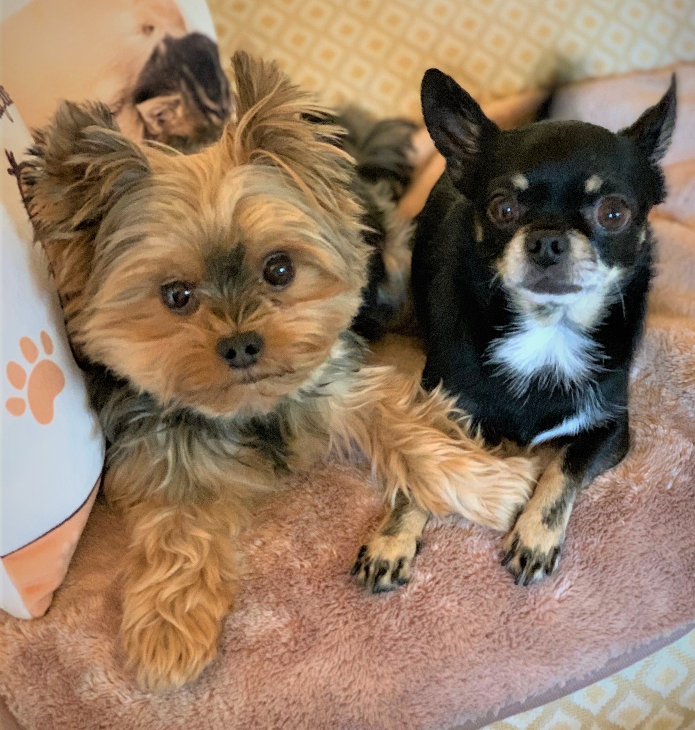 Brico & Enrico freuen sich auf neue Freunde - Haustiere sind herzlich willkommen!